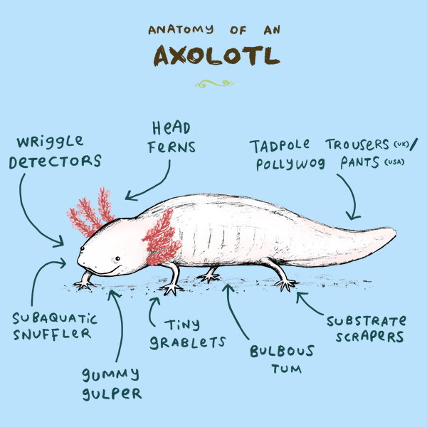 Anatomy of an Axolotl - NeatoShop